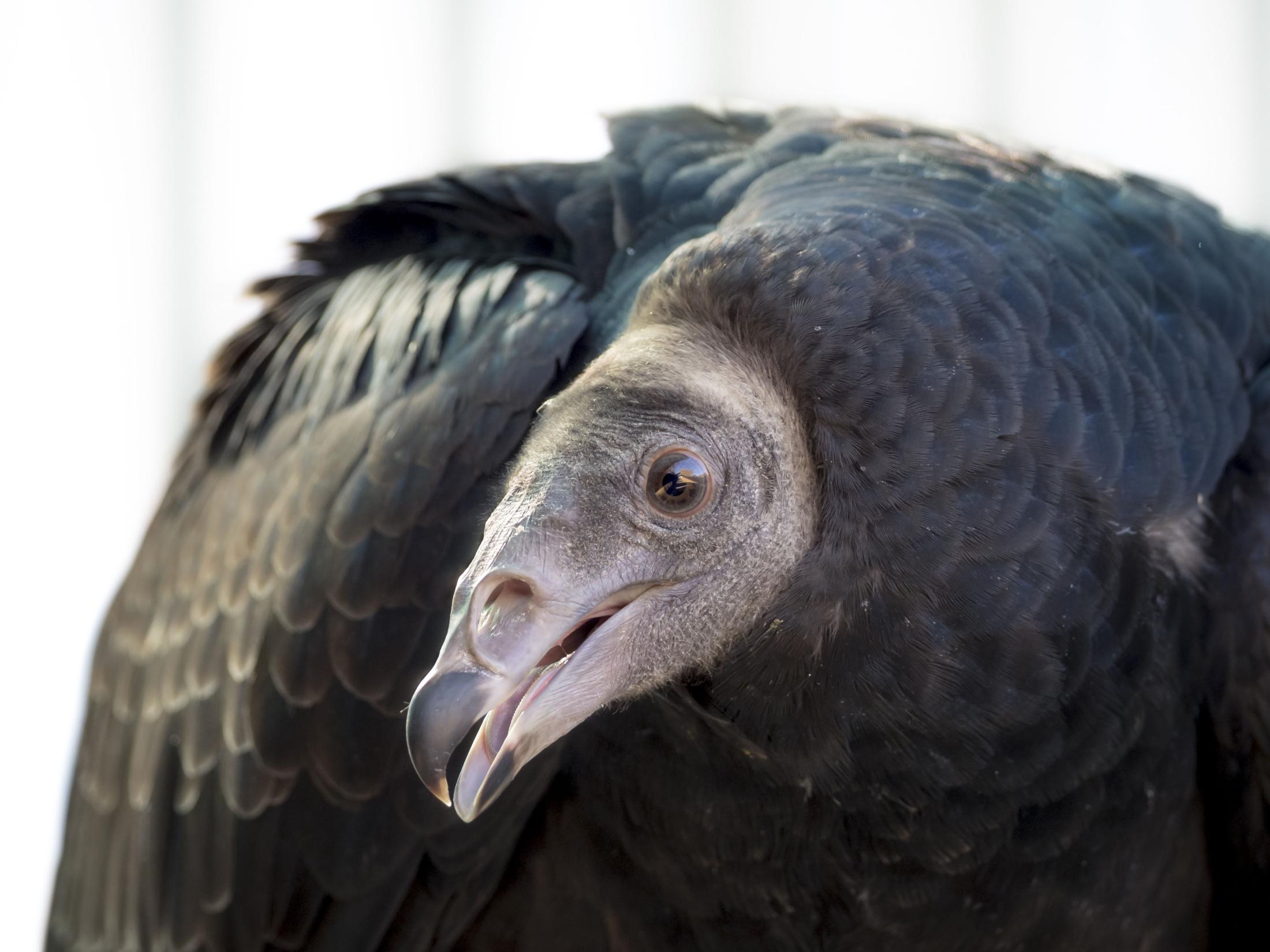 Turkey Vulture