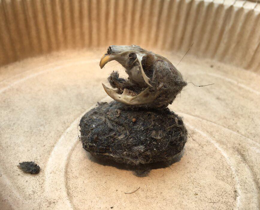 owl pellet and rodent skull