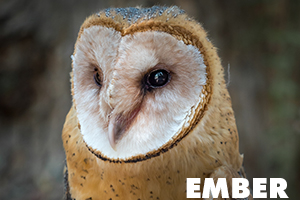 Ember is a barn owl
