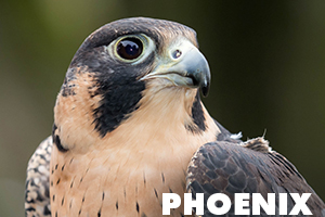 Phoenix is a peregrine falcon