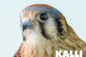Kalli american kestrel