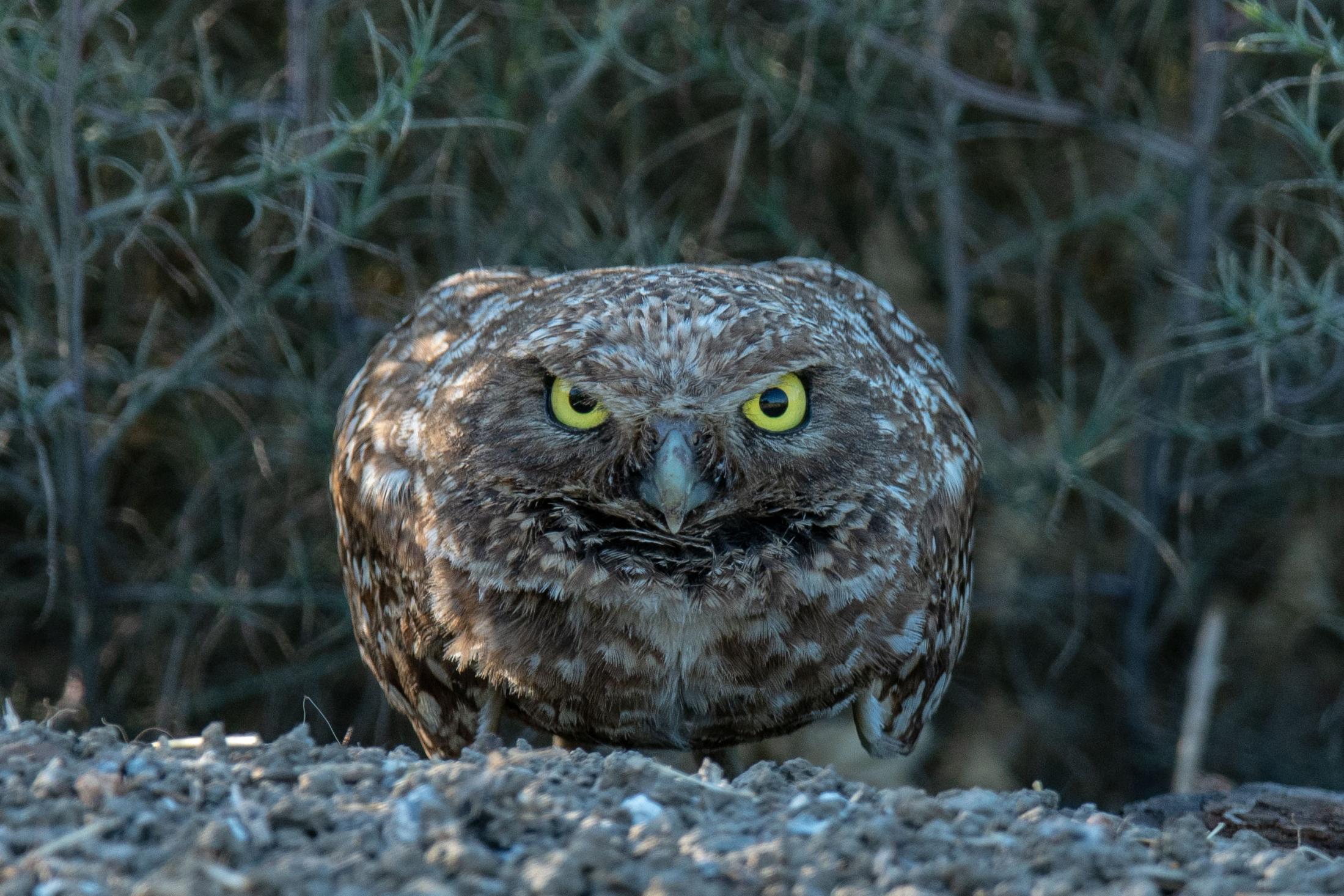 burrowing owl