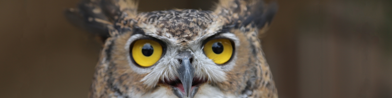 Help Us Provide New Rehabilitation Space for Injured Raptors