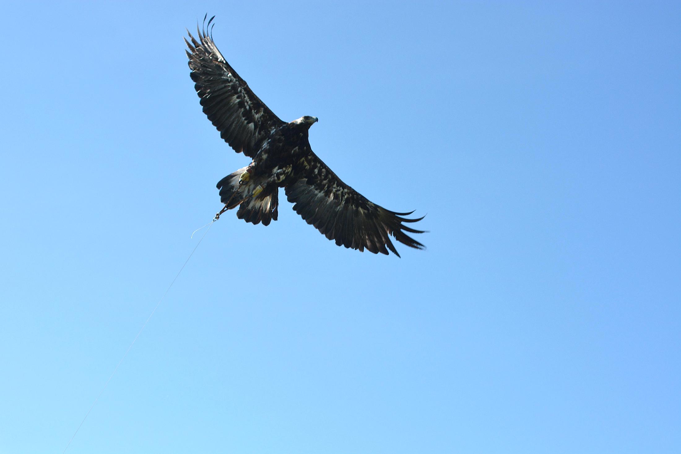 School Of Veterinary Medicine Golden Eagle Release May 2
