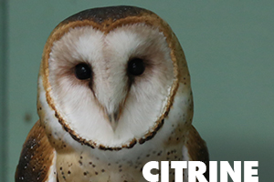 Citrine barn owl