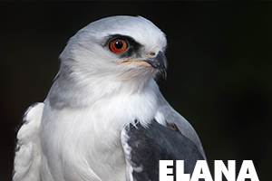 Elana white tailed kite