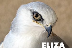 Eliza white tailed kite