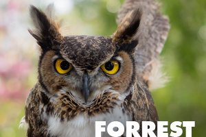 Forrest great horned owl