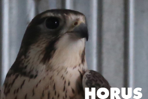 Horus prairie hawk