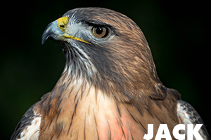 Jack red tailed hawk
