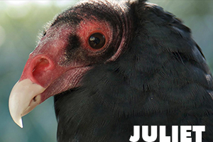 Juliet turkey vulture