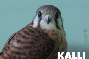 Kalli american kestrel