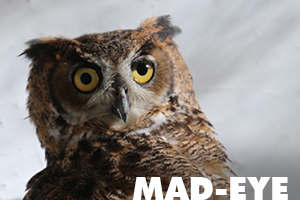 MadEye is a great horned owl