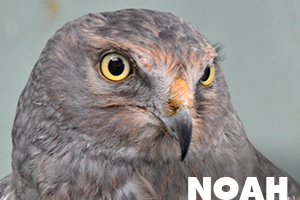 Noah northern harrier