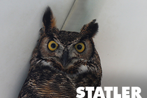 Statler is a great horned owl