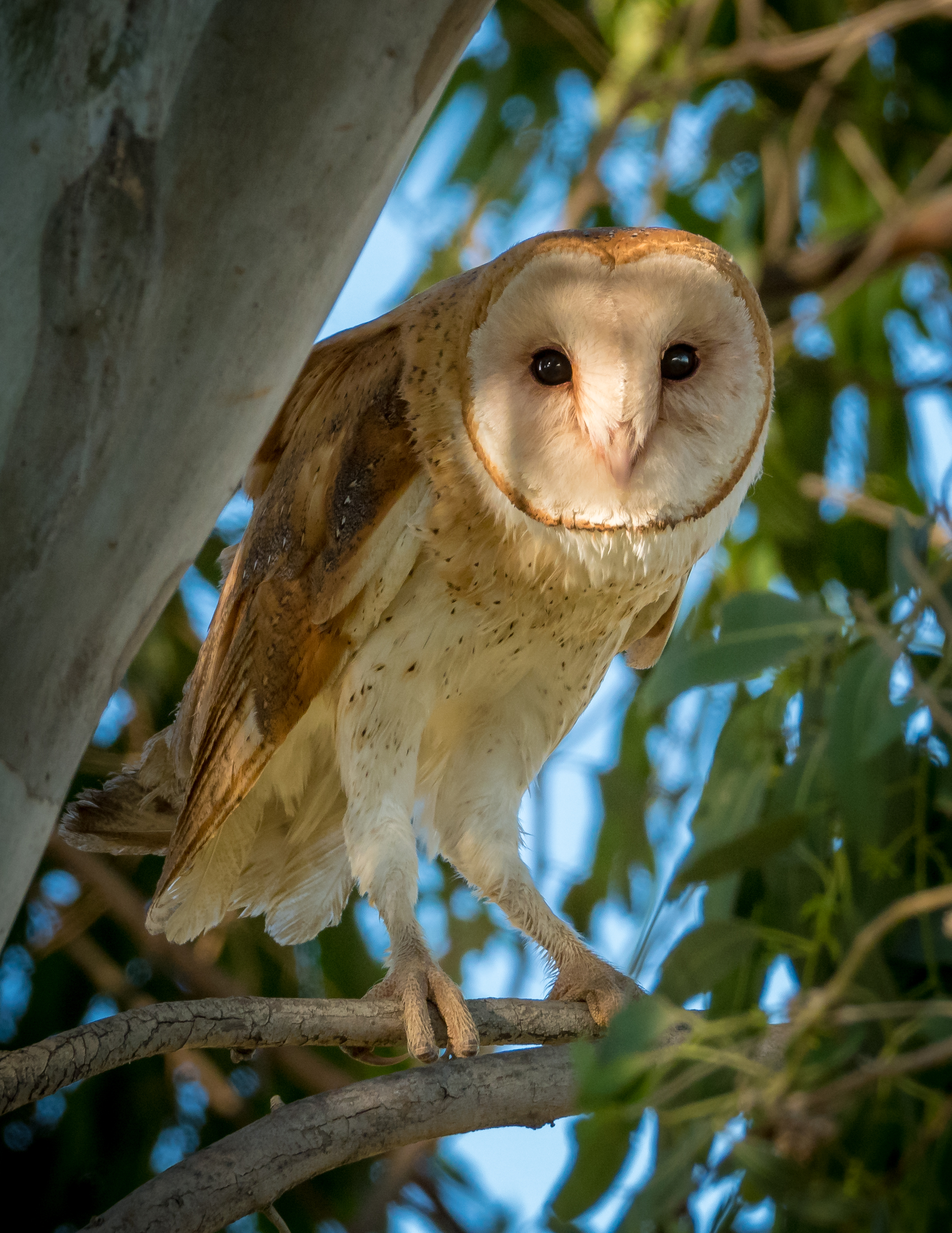 barn owl in tree
