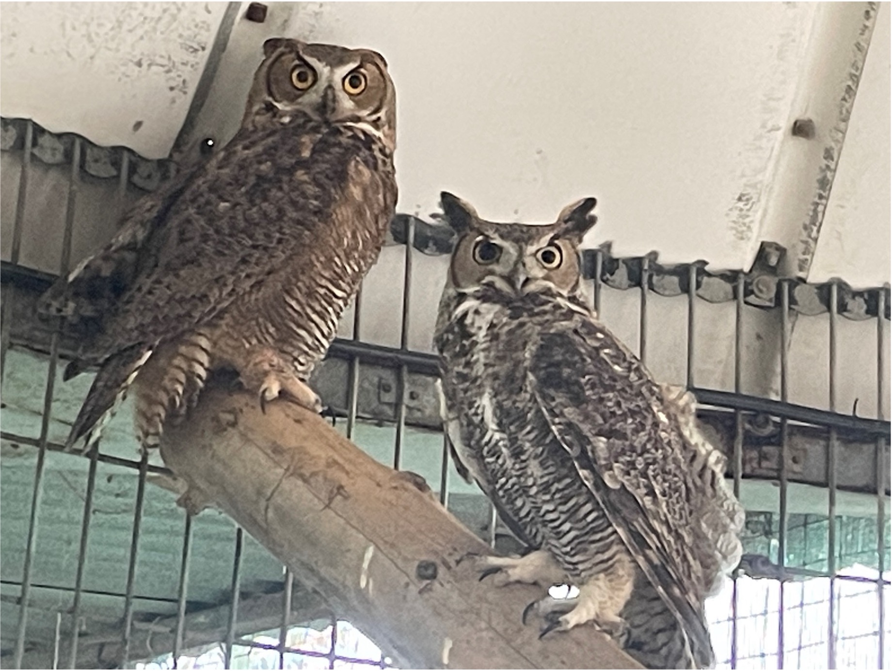 Mad Eye and Squint the great horned owls