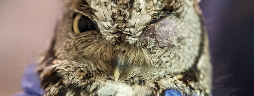 Western Screech Owl being rehabilitated