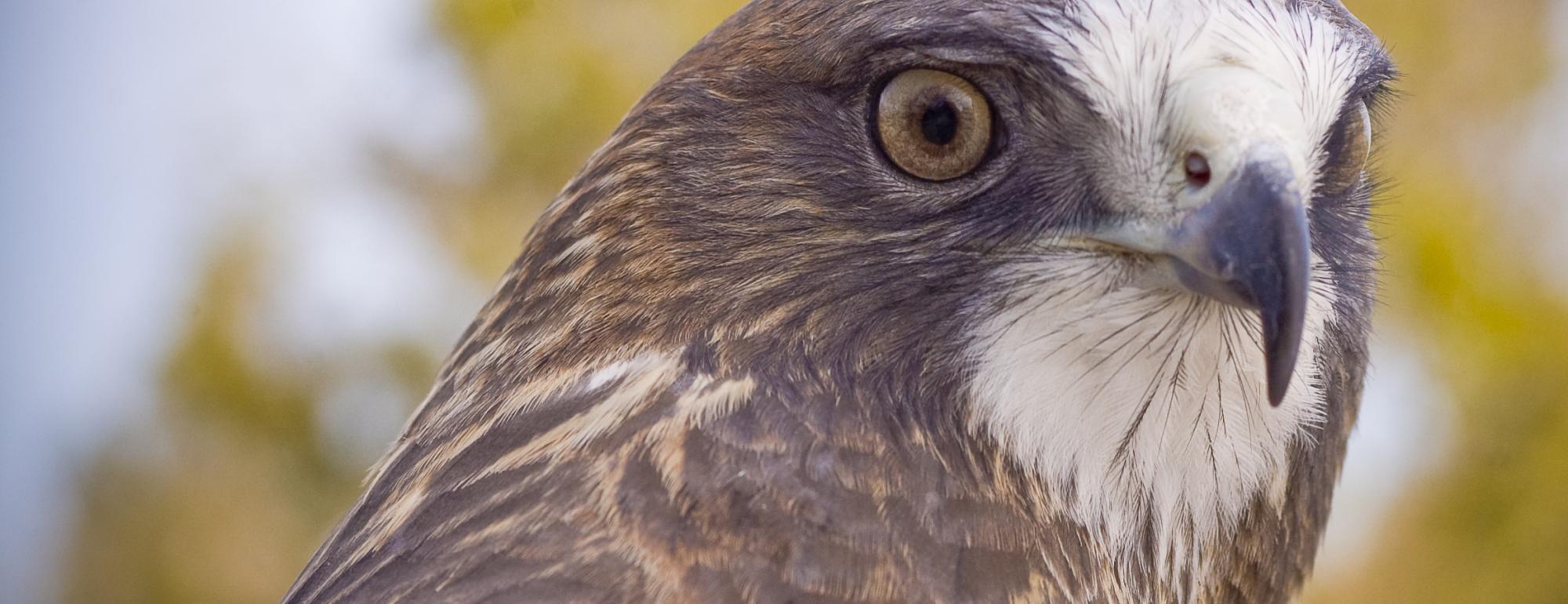 Face of a Swainson's Hawk