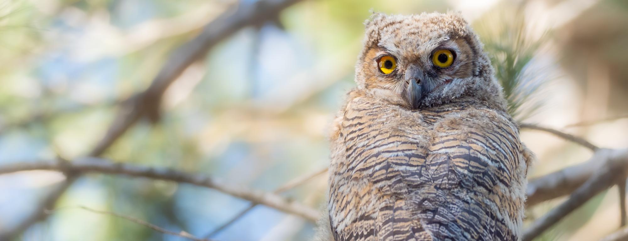 Young Great Horned Owl returned to its home