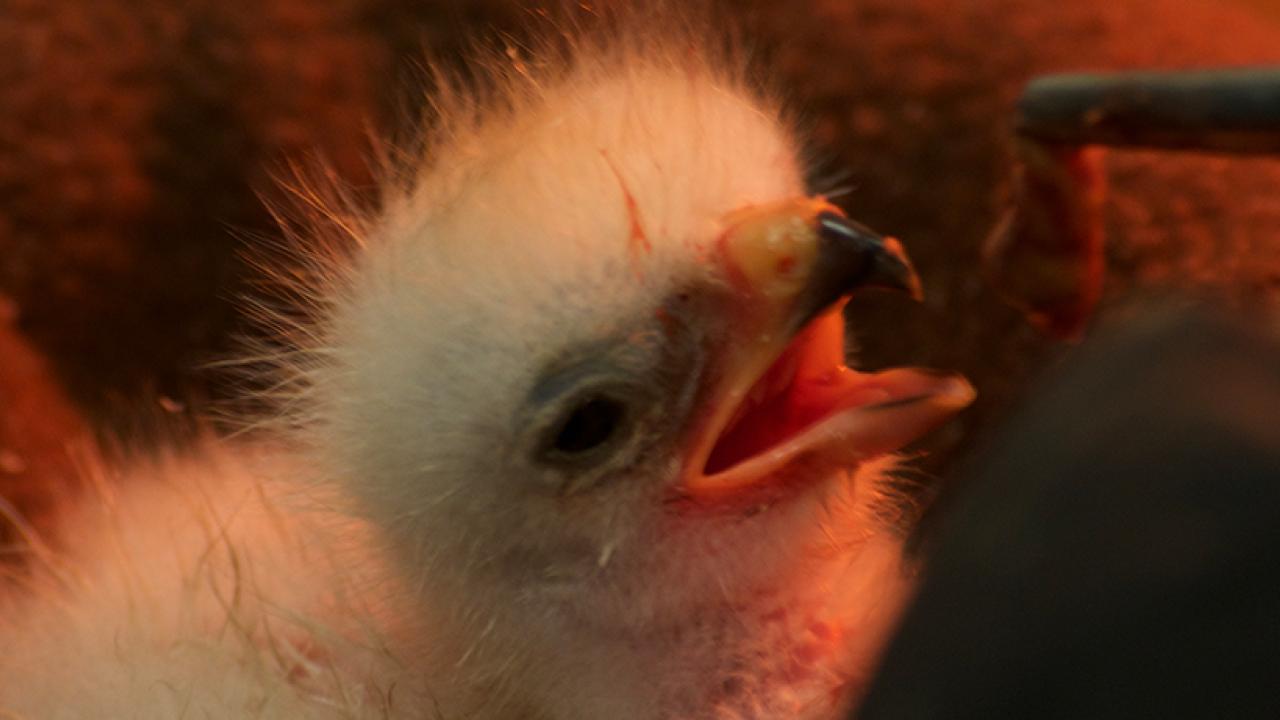 California Raptor Center / School of Veterinary Medicine - Inside the ...