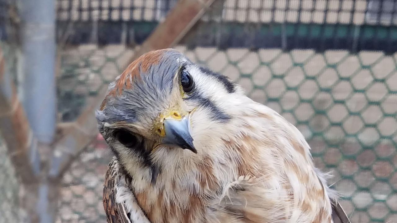 American kestrel