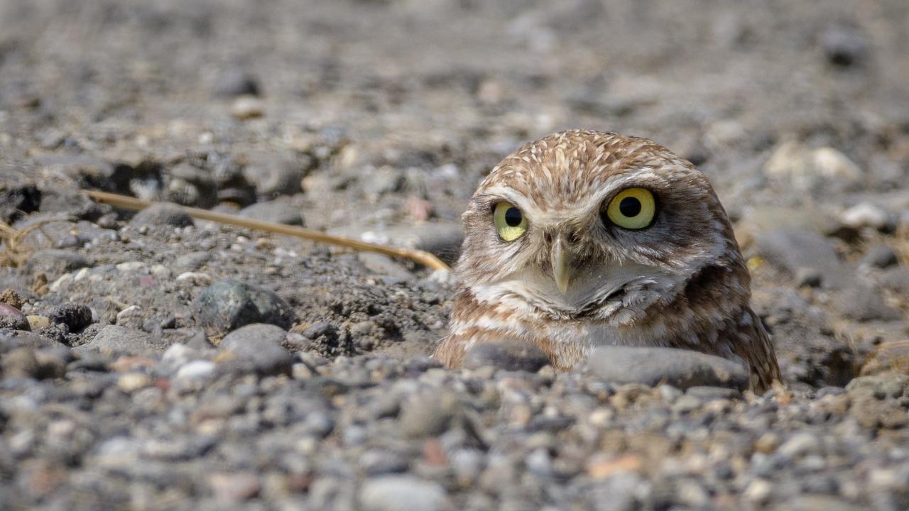 burrowing owl by Becky Matsuraba