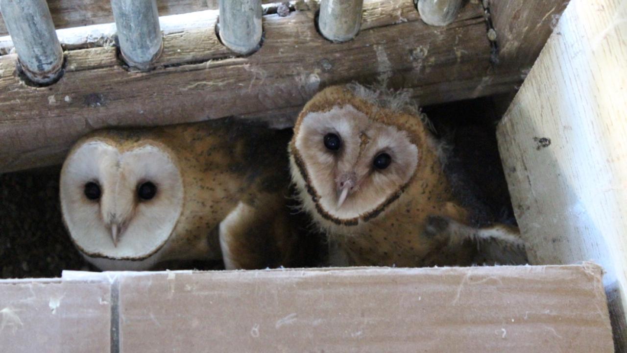 barn owl babies