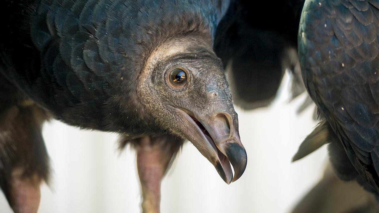 turkey vulture