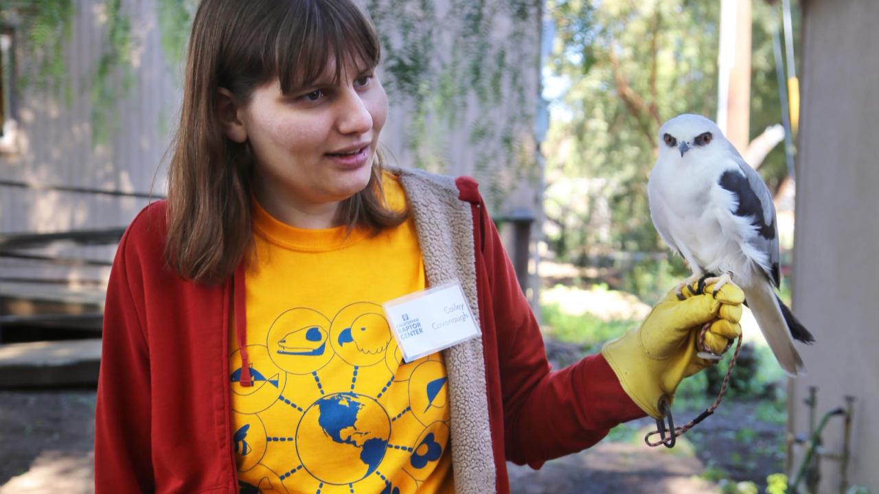 volunteer with white tailed kite