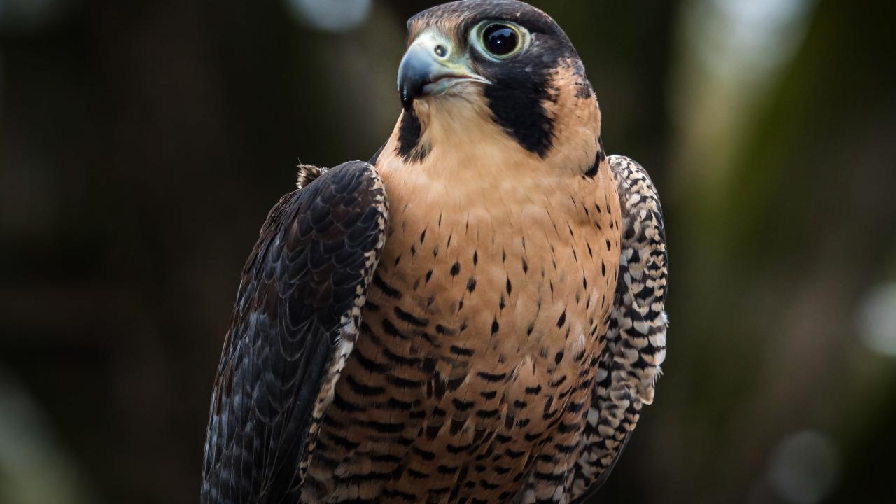 Noble bird 