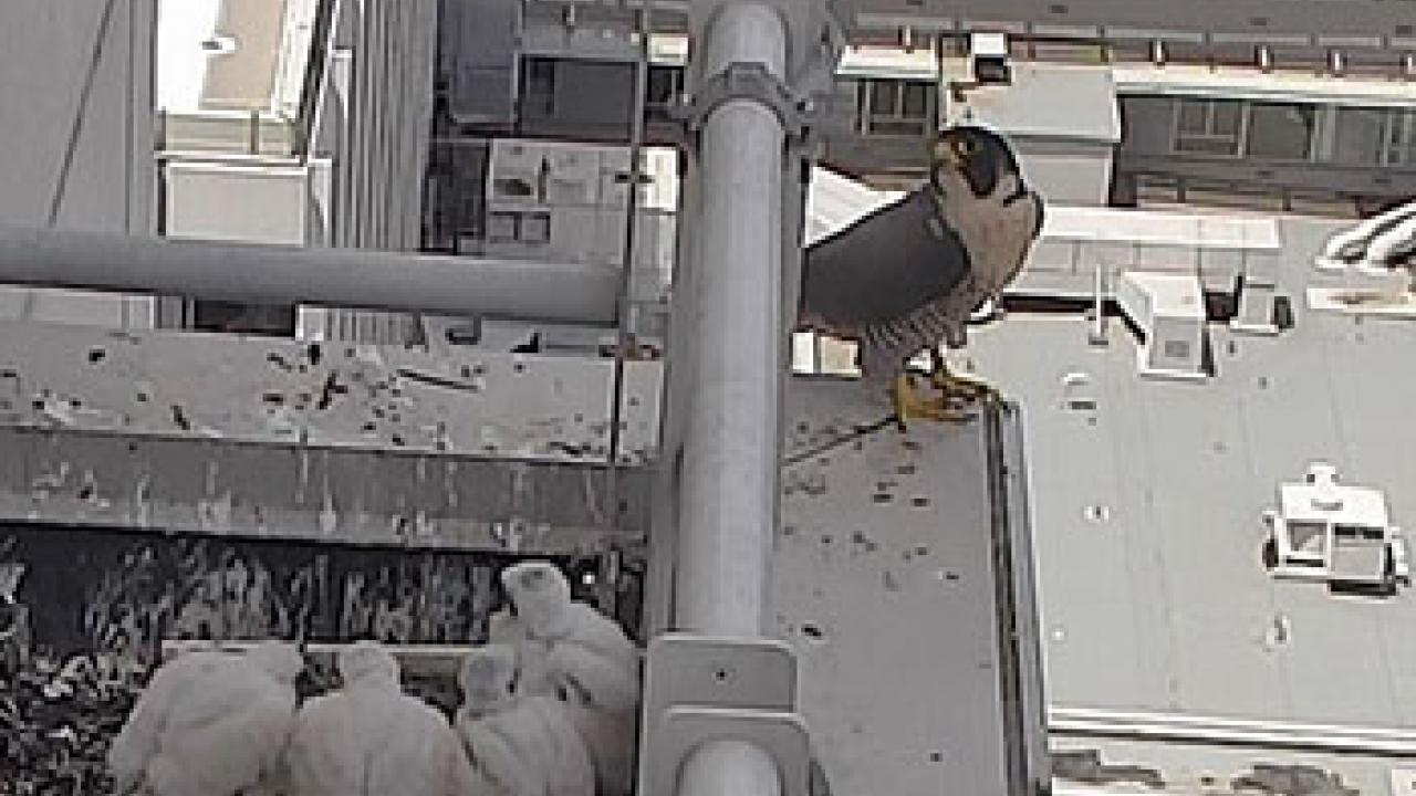 Nest cam of peregrine falcon