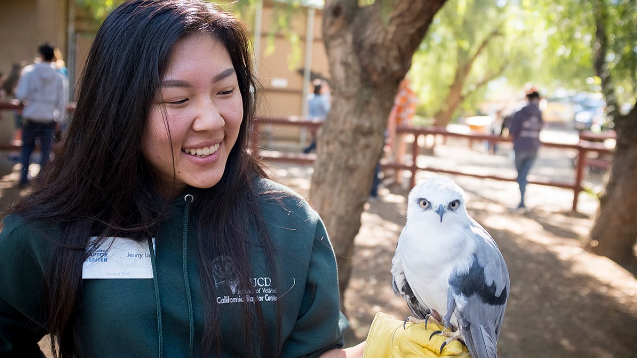 woman holding a white tailed kite on the glove