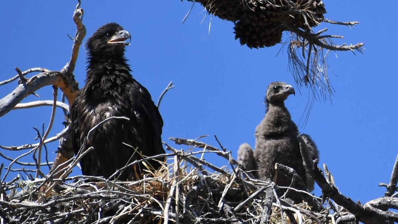 peewee the bald eagle