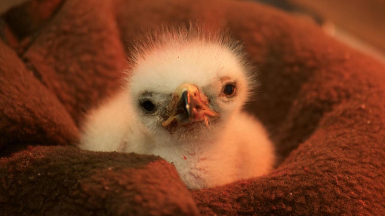baby red shouldered hawk