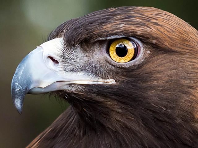 Sullivan is a golden eagle
