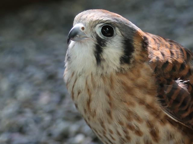 Kalli is an American kestrel