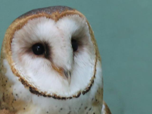 Citrine is a barn owl