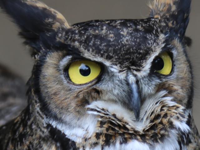 Forrest is a great horned owl