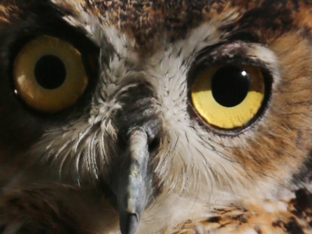 Mad-Eye is a great horned owl