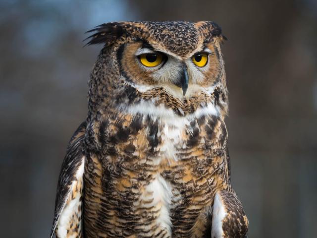 Luna the Great Horned Owl