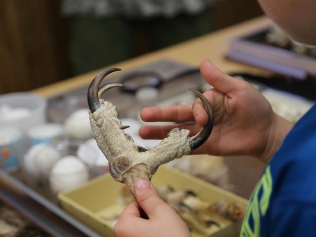 studying feather