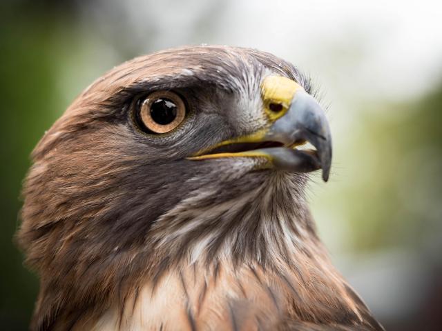 Jack is a red-tailed hawk