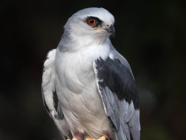 Elana is a white-tailed kite