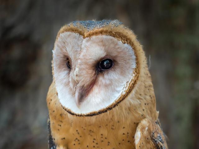Ember is a barn owl