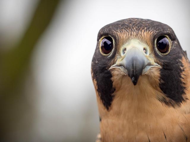 Phoenix is peregrine falcon