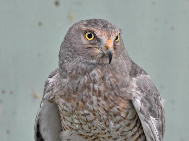Noah is a northern harrier