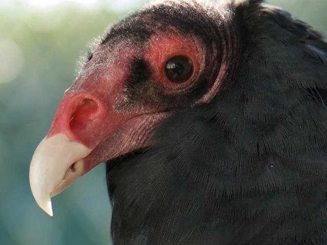 Juliet is a Turkey Vulture