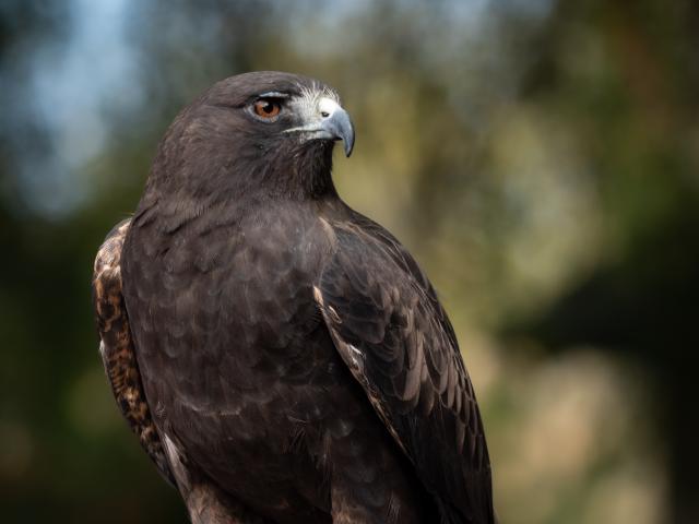 Whistler the dark morph Swainson's Hawk