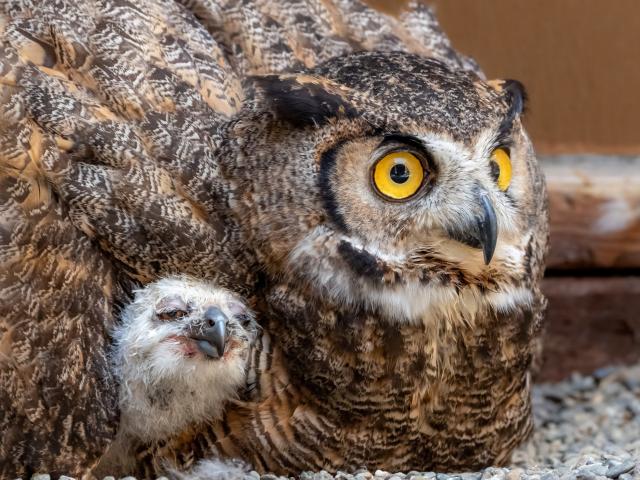 Great horned owl with bright yellow eyes sheltering a small fluffy owlet